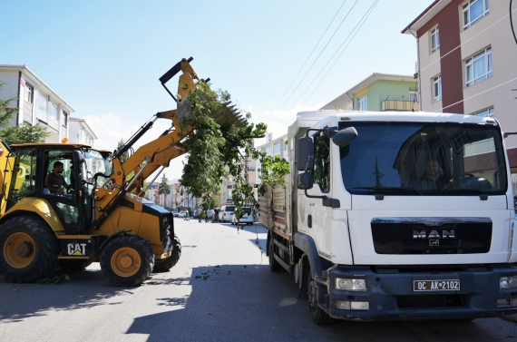 Keçiören`de mevsimlik budama çalışması