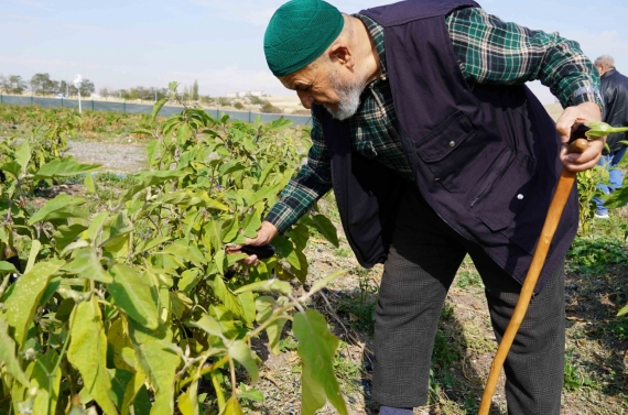 Bostanın son hasadı huzurevi sakinlerinden